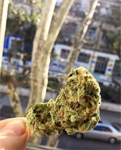 User uploaded image of White Skunk