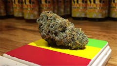 User uploaded image of White Urkle