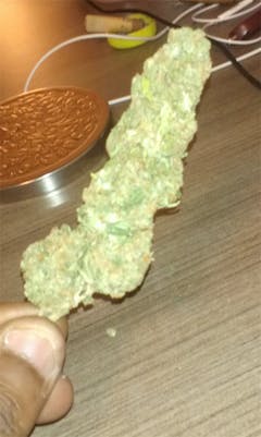 User uploaded image of White Walrus