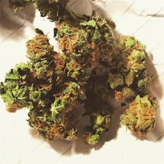 User uploaded image of White Walrus