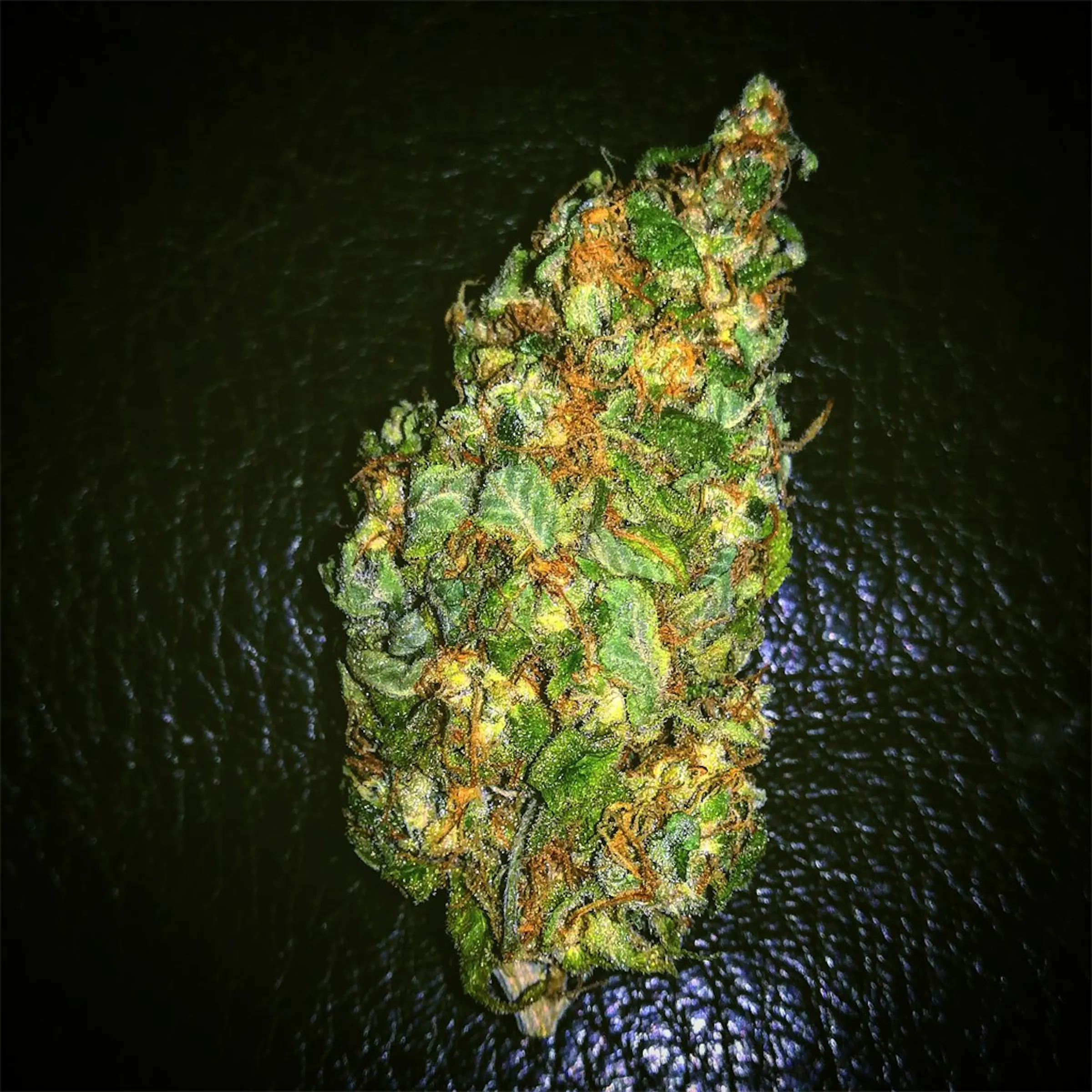 White Widow