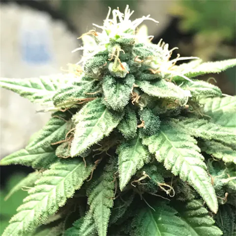White Widow Weed Strain Information