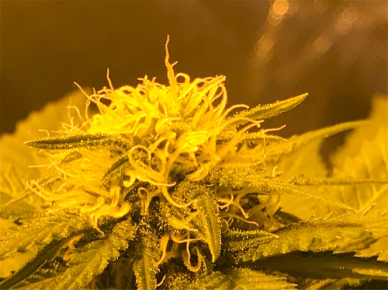 Photos Of White Widow Weed Strain Buds Leafly 