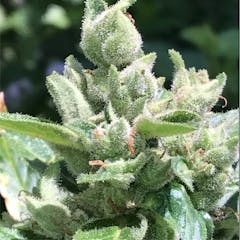 User uploaded image of White Widow