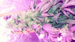 User uploaded image of White Widow