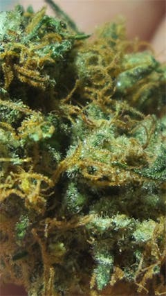 User uploaded image of White Zombie