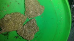 User uploaded image of White Zombie