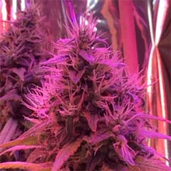 User uploaded image of Willie Nelson