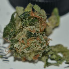 User uploaded image of Willy's Wonder