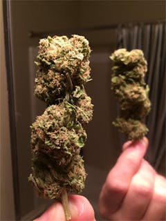 User uploaded image of Willy's Wonder