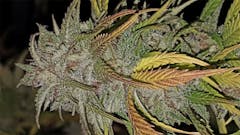 User uploaded image of Willy's Wonder