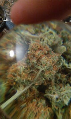 User uploaded image of Wonder Haze