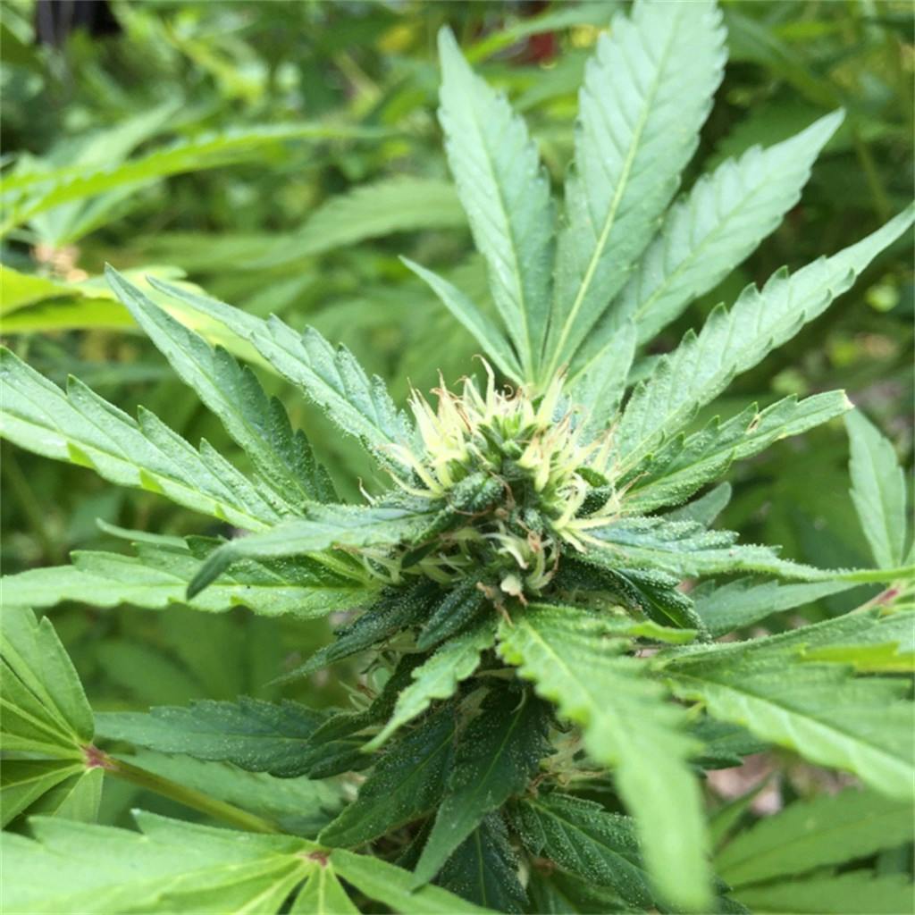 Wonder Woman Weed Strain Information Leafly