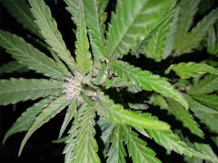 User uploaded image of Wonder Woman