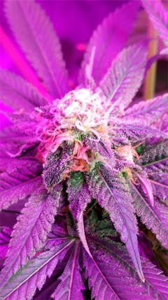 User uploaded image of Wonder Woman