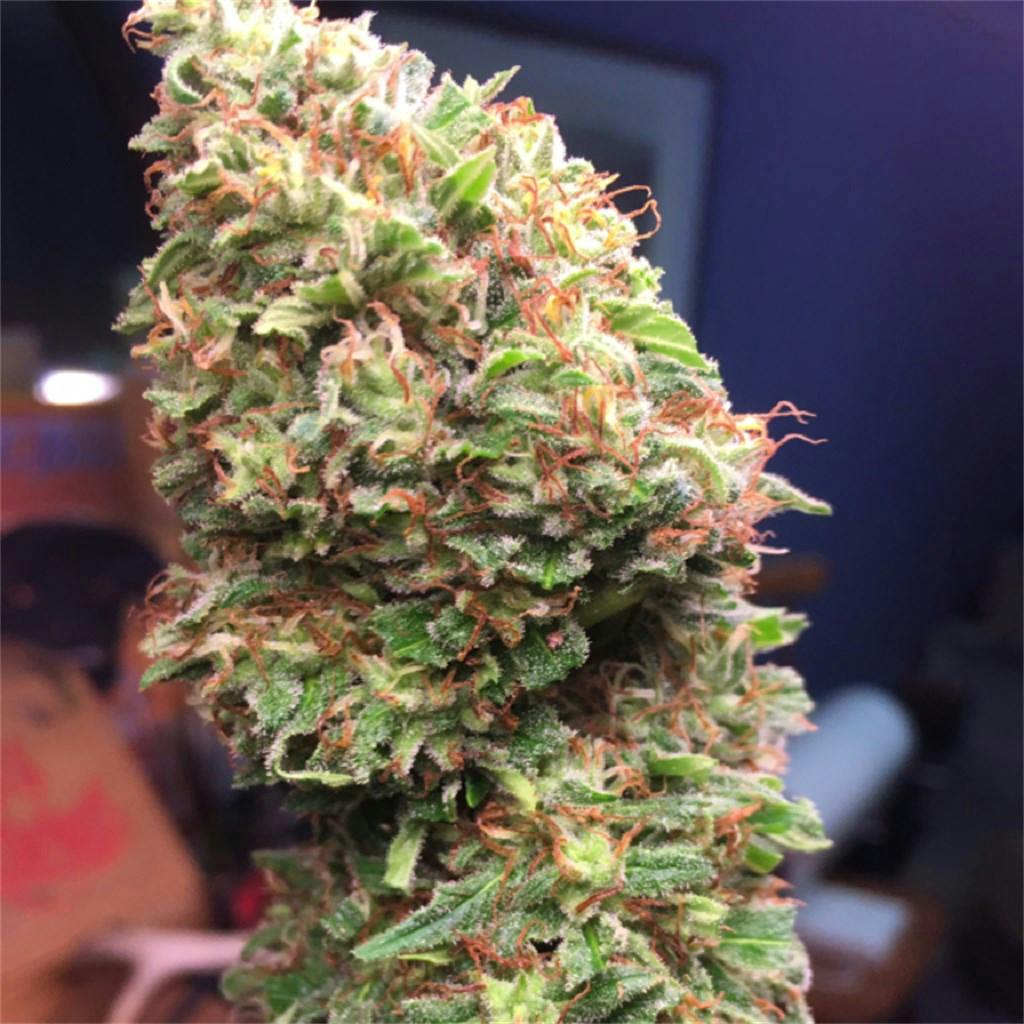 Wonder Woman Weed Strain Information Leafly