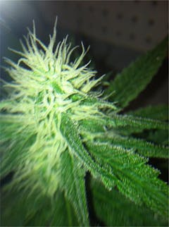 User uploaded image of Wonder Woman OG