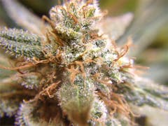 User uploaded image of Wonder Woman OG