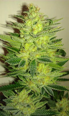 User uploaded image of Woody OG