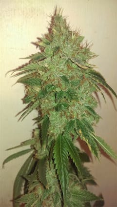 User uploaded image of Woody OG