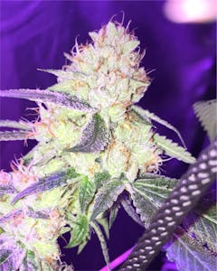 User uploaded image of XXX OG