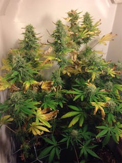 User uploaded image of Y Griega