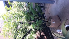 User uploaded image of Y Griega