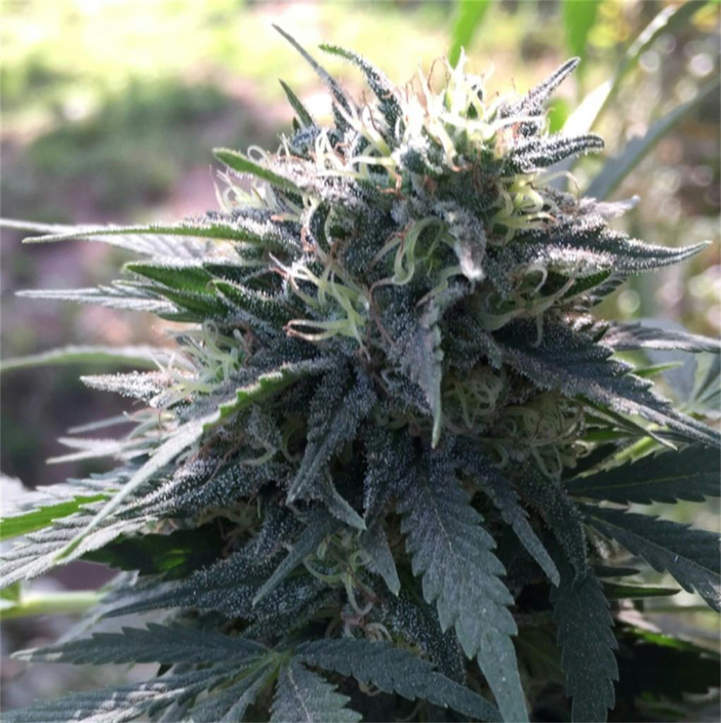 Ноткон. Сорт Гриега. Kali Mist сорт. Период цветения сативы. Y griega fem (Medical Seeds).