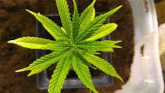 User uploaded image of Y Griega