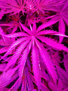 User uploaded image of Y Griega