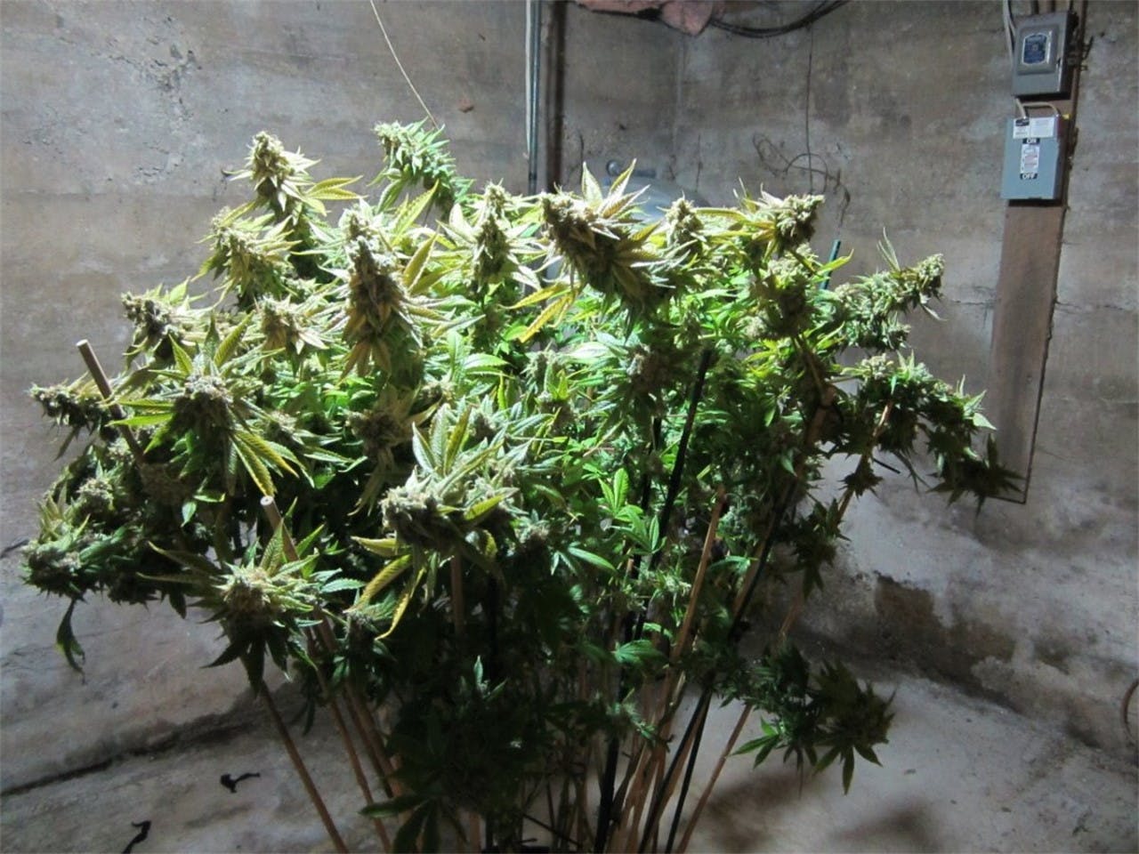 Yeti OG aka Headband BX, Yeti Weed Strain Information Leafly