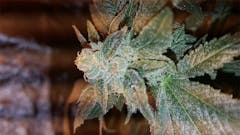 User uploaded image of Yoda OG