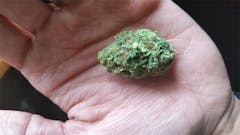 User uploaded image of Yogi Diesel