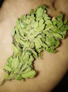 User uploaded image of Yumboldt