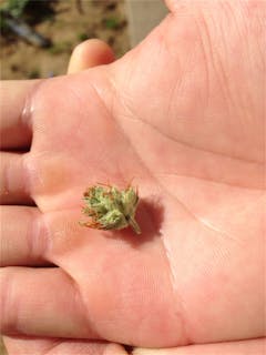 User uploaded image of Yumboldt