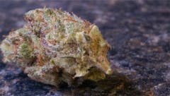 User uploaded image of Zeus OG