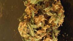 User uploaded image of The Original Z