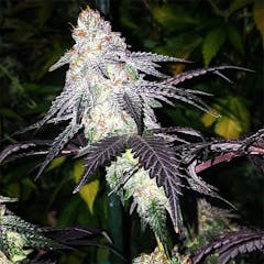 User uploaded image of Zoom Pie