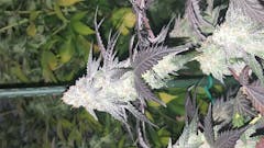 User uploaded image of Zoom Pie