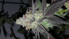 User uploaded image of Zoom Pie