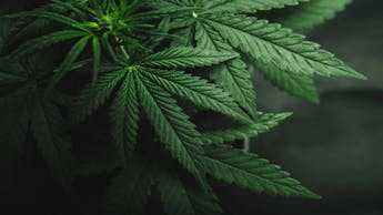 How to grow marijuana seedlings